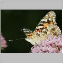 Vanessa cardui - Distelfalter 08 - Muenster Schlossgarten.jpg